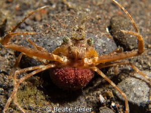 Carry my eggs around, during nightdive with canon G12 by Beate Seiler 